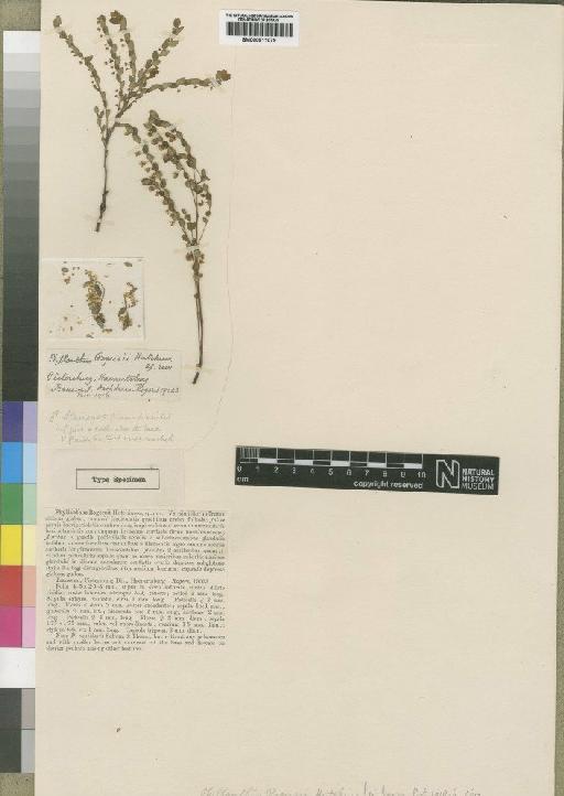 Phyllanthus rogersii Hutch - BM000911079