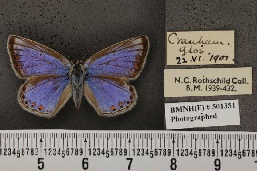 Polyommatus icarus icarus ab. apicata-thetis Tutt, 1910 - BMNHE_501351_147922