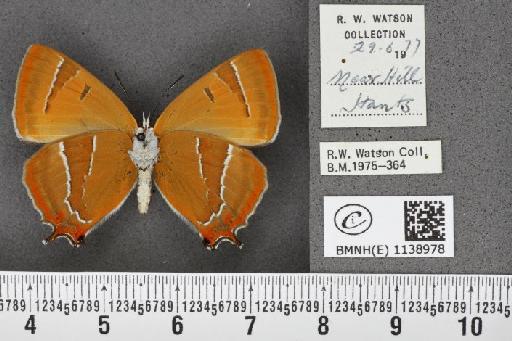 Thecla betulae (Linnaeus, 1758) - BMNHE_1138978_95465
