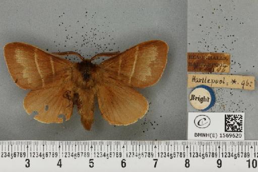 Macrothylacia rubi (Linnaeus, 1758) - BMNHE_1569620_491673