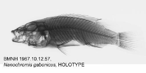 Nanochromis gabonicus Trewavas, 1975 - BMNH 1967.10.12.57, HOLOTYPE, Nanochromis gabonicus Radiograph