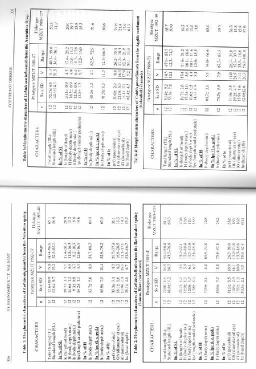 Cobitis hellenica Economidis & Nalbant, 1996 - Cobitis hellenica