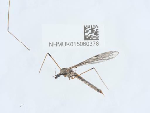 Tipula (Savtshenkia) rufina rufina Meigen, 1818 - 015060378_3