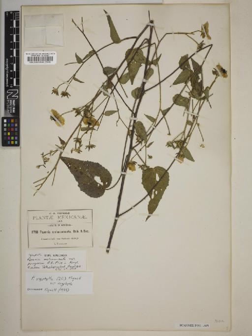 Pavonia oxyphylla var. oxyphylla (DC.) Fryxell - BM000583358