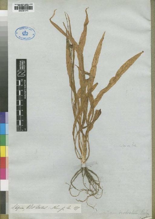 Chlorophytum modestum Baker - BM000911775