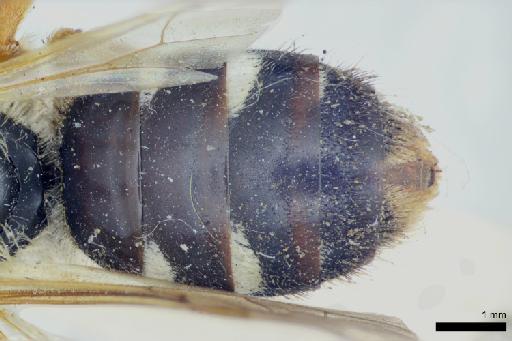 Halictus maculosus Smith, F., 1853 - Ruizantheda_maculosa-NHMUK010264956-female-syntype-metasoma_dorsal-2_0x