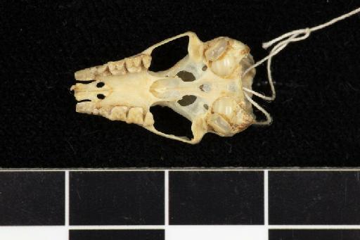 Hipposideros calcaratus - 1877_7_18_13-Phyllorhina_calcarata-Type-Skull-occlusal