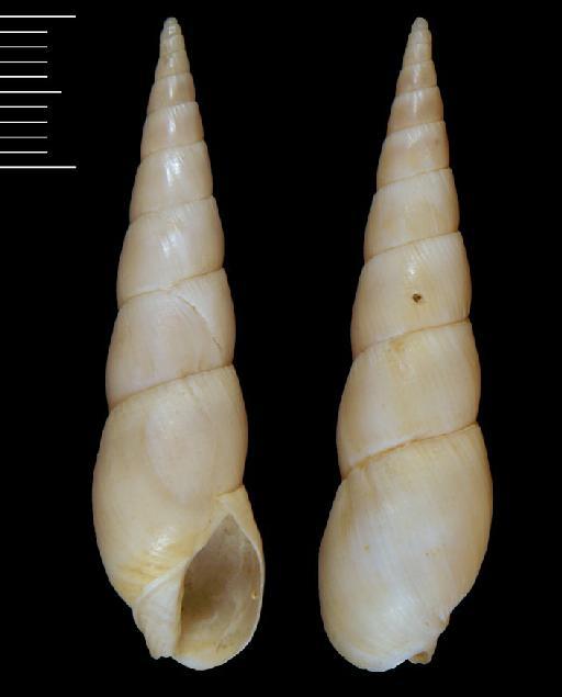 Terebra buccinulum Deshayes, 1857 - 20130671a