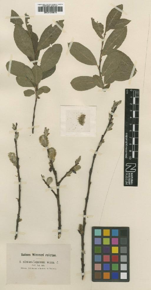 Salix silesiaca Willd. - BM001066879