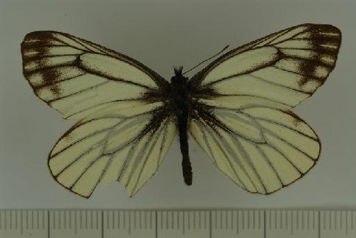 Pieris davidis Oberthür, 1876 - Pieris_davidis_Oberthur,_1876_HT_male_BMNH(E) #982890_dorsal