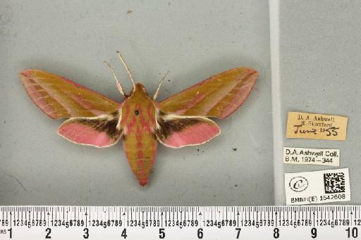 Deilephila elpenor (Linnaeus, 1758) - BMNHE_1642608_241175