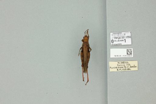 Xenocatantops humilis brachycerus (Willemse, 1932) - 012498393_73414_91512