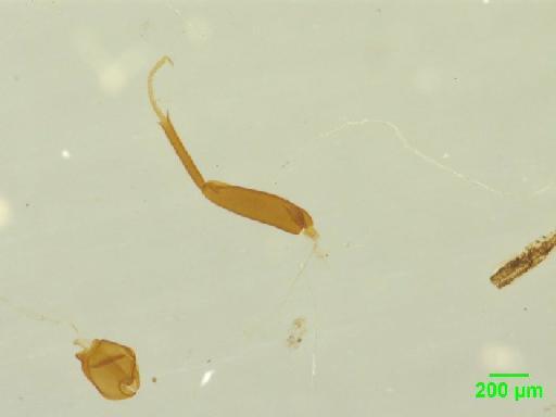 Scaphidiinae Latreille, 1806 - 010188831___2