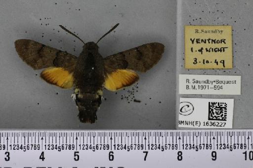 Macroglossum stellatarum (Linnaeus, 1758) - BMNHE_1636227_205940