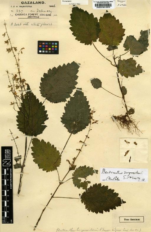 Plectranthus swynnertonii S.Moore - BM000564025