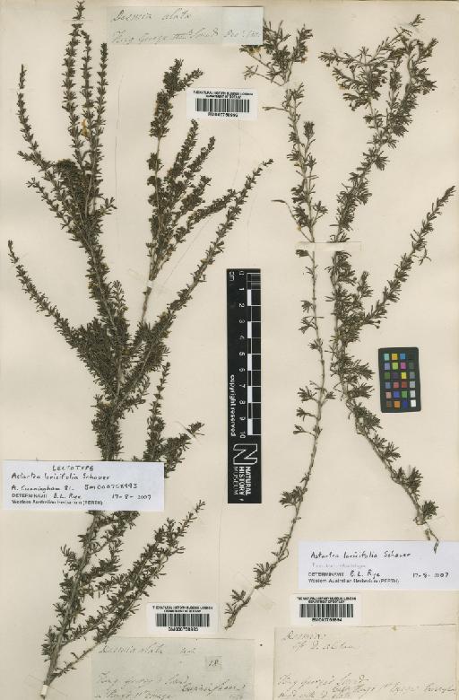 Astartea laricifolia Schauer - BM000758993