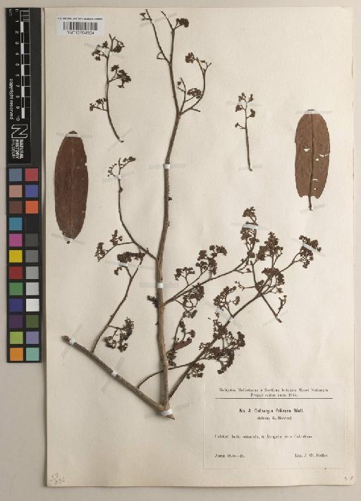 Dalbergia foliacea Wall. ex Benth. - BM012564504
