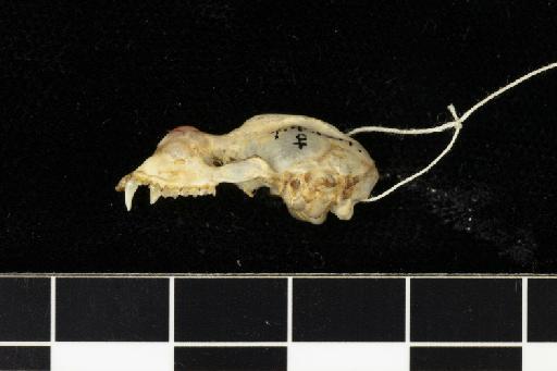 Rhinolophus edax Andersen, 1918 - 1907_4_18_1-Rhinolophus_edax-Holotype-Skull-lateral