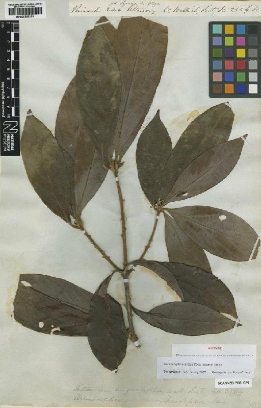 Actinodaphne angustifolia (Blume) Nees - BM000888205