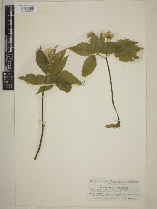 Cardamine enneaphyllos (L.) R.Br. - BM013416379