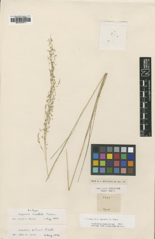 Eragrostis palmeri S.Watson - BM000938610