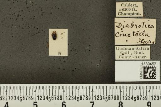 Isotes puella (Baly, 1886) - BMNHE_1339457_21909