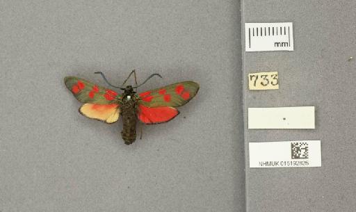 Zygaena (Zygaena) filipendulae stephensi Dupont, 1900 - 015192825_775459_1085133
