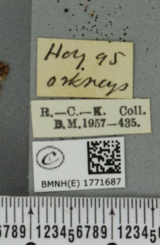 Dysstroma truncata concinnata (Stephens, 1831) - BMNHE_1771687_label_348490