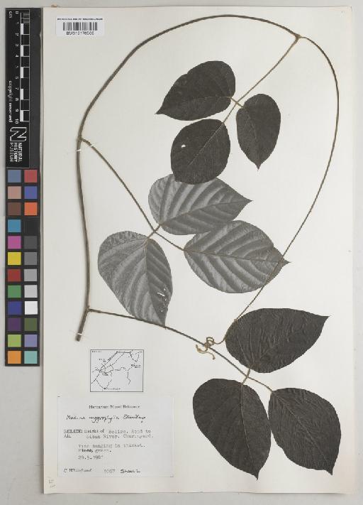 Mucuna argyrophylla Standl. - BM015176508