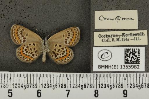 Plebejus argus argus ab. basijuncta Tutt, 1909 - BMNHE_1355982_a_153608