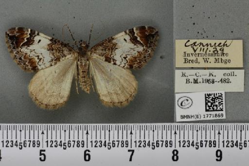 Dysstroma citrata citrata ab. punctum-notata Haworth, 1809 - BMNHE_1771869_352086