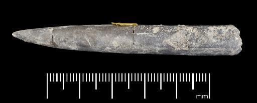 Simpsonibelus expansus (Simpson) - PI CC 1347 - belemnite