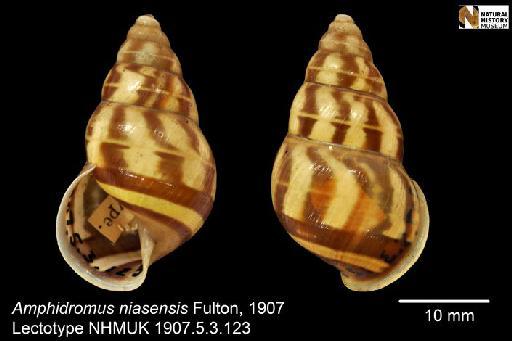 Amphidromus niasensis Fulton, 1907 - 1907.5.3.123, LECTOTYPE, Amphidromus niasensis Fulton, 1907