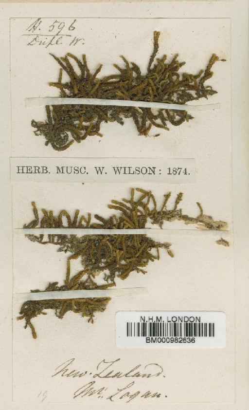 Macromitrium recurvifolium (Hook. & Grev.) Brid. - BM000982636