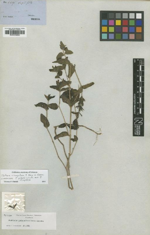 Justicia clinopodium A.Gray ex Greenm. - BM000992585