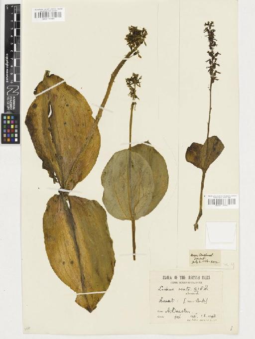 Neottia ovata (L.) Rich. - BM001117282