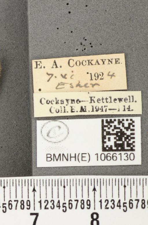 Coenonympha pamphilus (Linnaeus, 1758) - BMNHE_1066130_label_27483