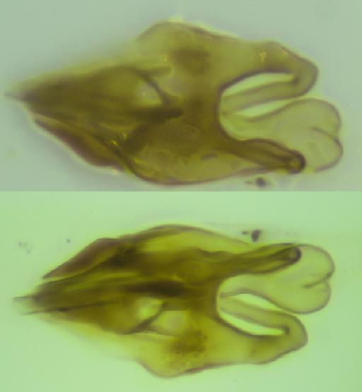 Melanagromyza limata Spencer, 1971 - Melanagromyza limata HT distiphallus above/below