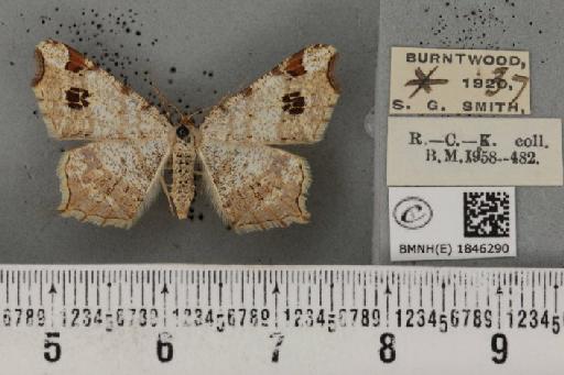 Macaria notata ab. fuscomarginata Lempke, 1952 - BMNHE_1846290_420386