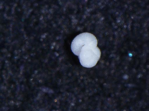 Globigerinella siphonifera (d'Orbigny, 1839) - R94-PF 74649.tif