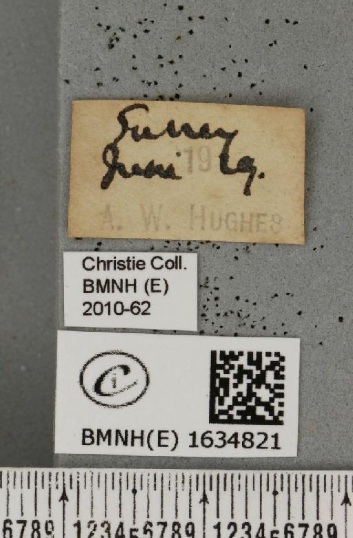 Drepana falcataria (Linnaeus, 1758) - BMNHE_1634821_label_201191