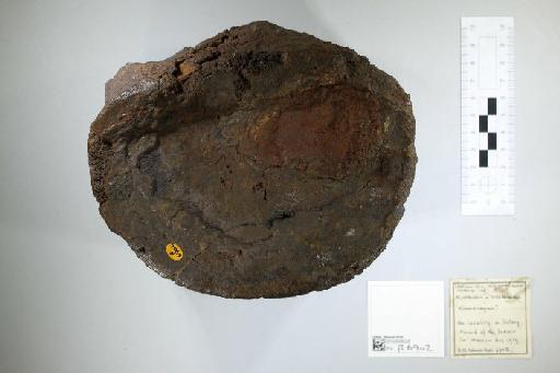 Stretosaurus (Phillips, 1871) - 010300035_L010221776_(1)