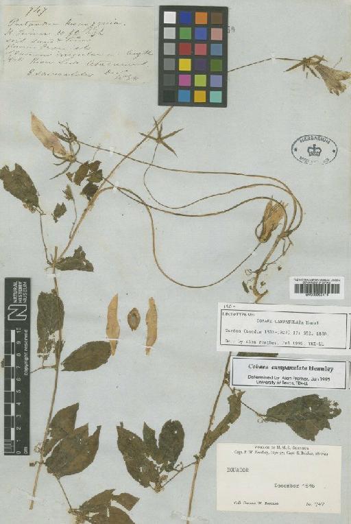 Cobaea campanulata Hemsl. - BM000992416