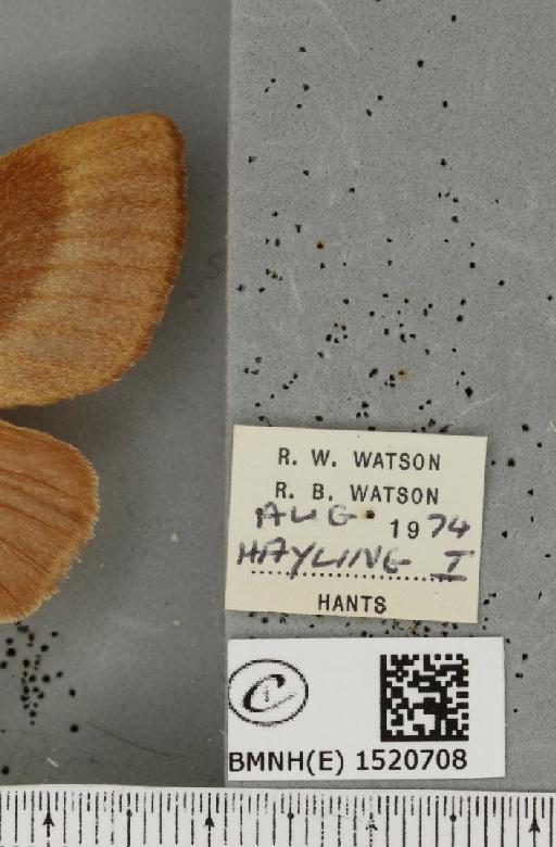 Lasiocampa trifolii trifolii (Denis & Schiffermüller, 1775) - BMNHE_1520708_label_192356