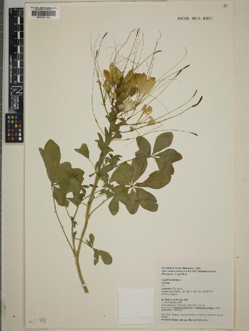 Cleome L. - BM000817024