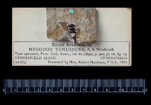 Mesodon tenuidens Woodward, 1890 - NHM-UK_P_PV-OR-47983_1.tif