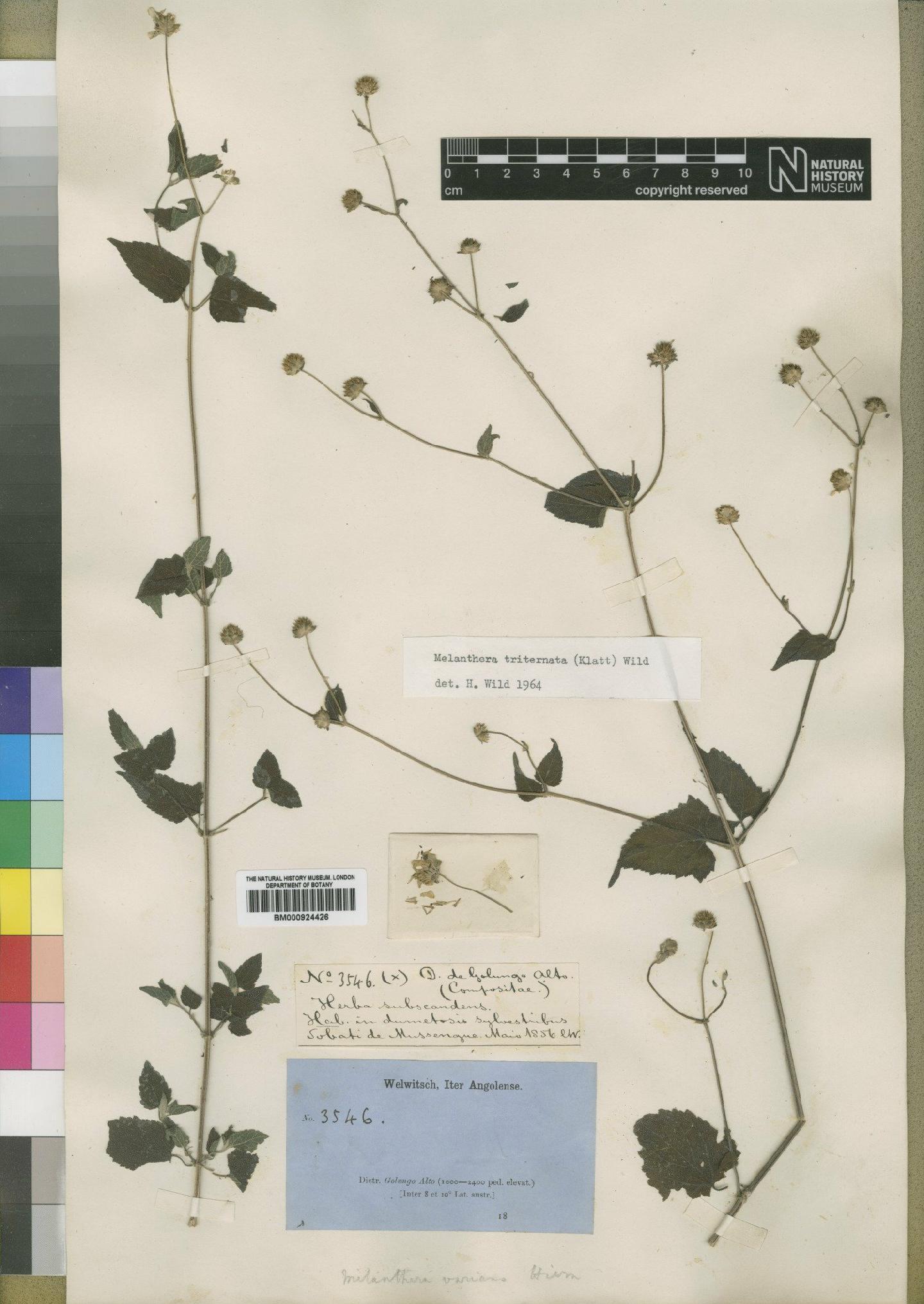 To NHMUK collection (Melanthera triternata (Klatt) Wild; Syntype; NHMUK:ecatalogue:4529454)