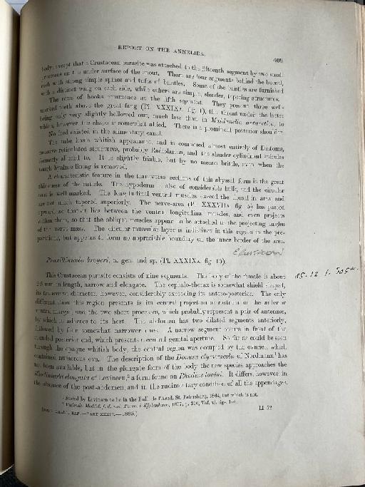 Maldanella valparaisiensis McIntosh, 1885 - Challenger Polychaete Scans of Book 252