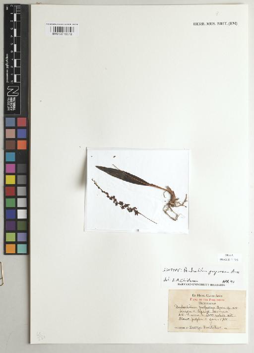 Dendrochilum philippinense var. purpureum (Ames) H.A.Pedersen - BM013718018