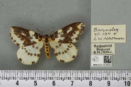 Abraxas grossulariata (Linnaeus, 1758) - BMNHE_1858645_416367